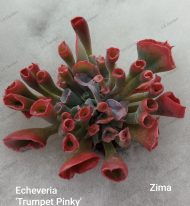Echeveria 'Trumpet pinky'