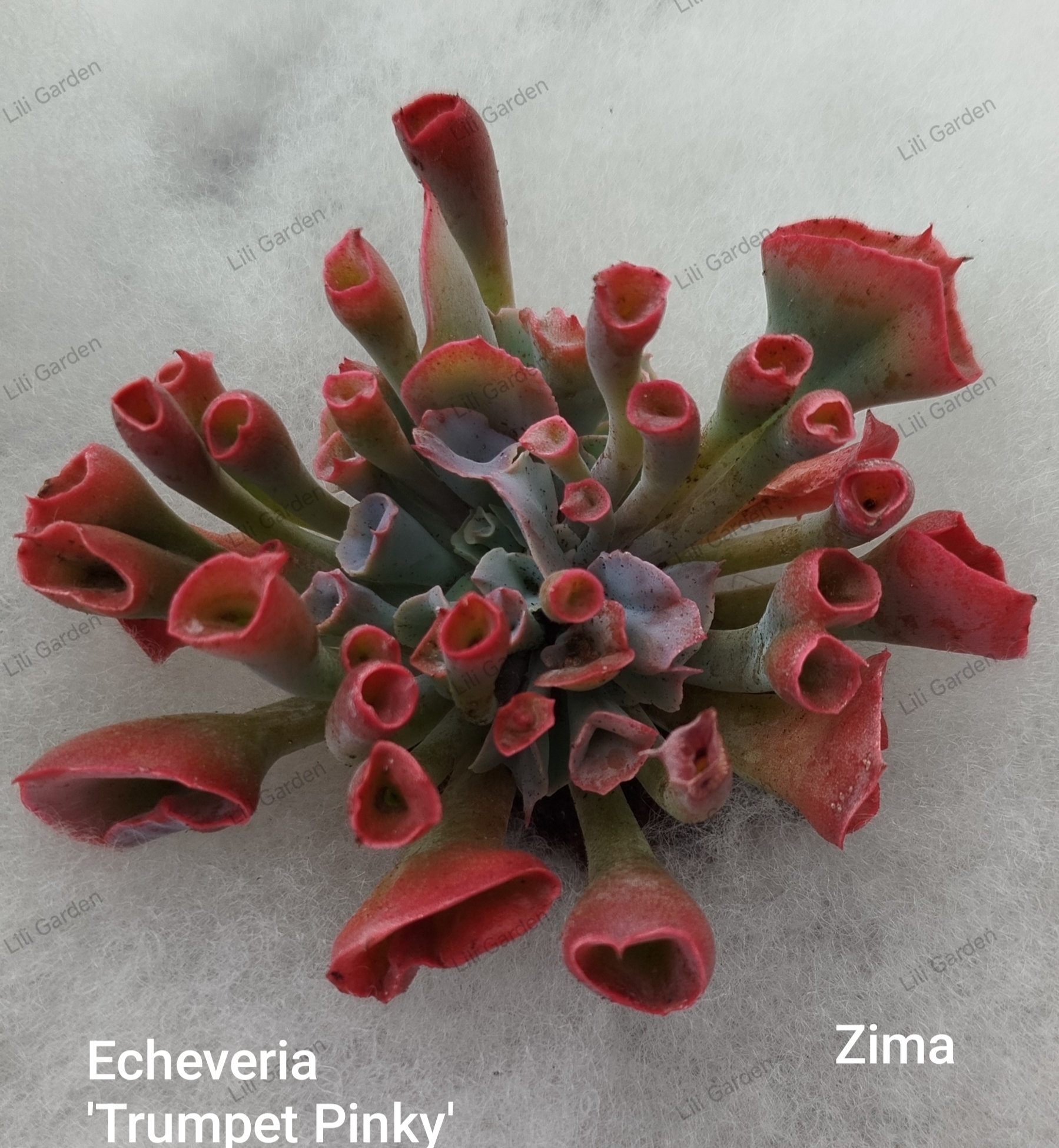 IMG_20260626_051345 Echeveria 'Trumpet pinky' - Slika 1
