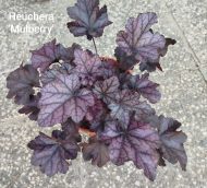 Heuchera 'Mulberry ' - Slika 2