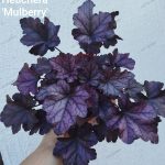 Heuchera 'Mulberry '