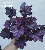 Heuchera 'Mulberry '