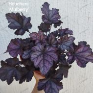 Heuchera 'Mulberry ' - Slika 3