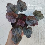 Heuchera 'Silver Scrolls '