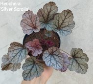 Heuchera 'Silver Scrolls ' - Slika 2