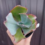 Echeveria 'Etna'