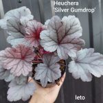 Heuchera 'Silver Gumdrop '