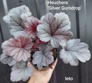 Heuchera 'Silver Gumdrop '