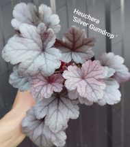 Heuchera 'Silver Gumdrop ' - Slika 3