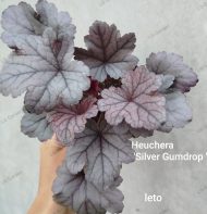 Heuchera 'Silver Gumdrop ' - Slika 2