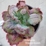 Echeveria 'Dragon Queen'