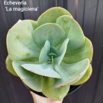 Echeveria La magiciena