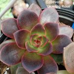 Echeveria 'Glowing rose'