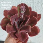 Echeveria 'Gaiobinha '