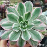 Aeonium 'Emerald City'