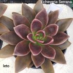 Echeveria 'Serrana'