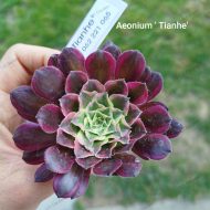 Aeonium Tianhe