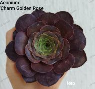 Aeonium 'Charm Golden Rose'
