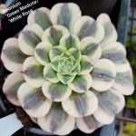 Aeonium White Rose/Green Madusa