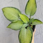 Hosta 'June'