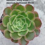 Aeonium Milky White'
