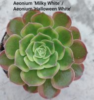 Aeonium Milky White'