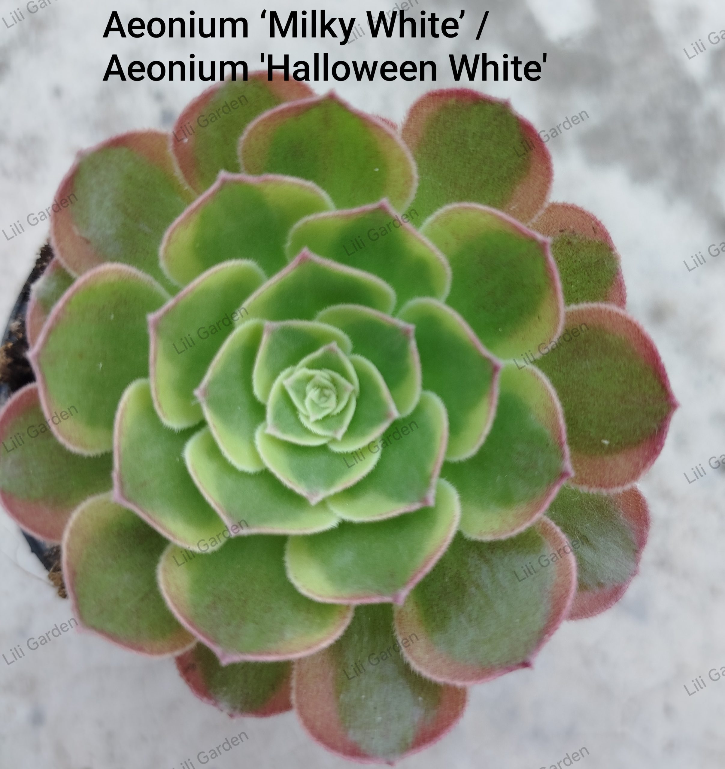 IMG_20260627_131128 Aeonium Milky White' - Slika 1