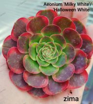 Aeonium Milky White' - Slika 2