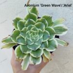 Aeonium Ariel