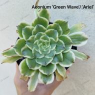 Aeonium Ariel