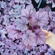 Heuchera 'Pink Panther' - Slika 2