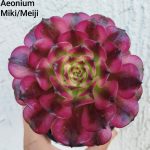 Aeonium Miki /Meiji