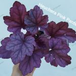 Heuchera 'Pink Panther'
