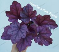 Heuchera 'Pink Panther'