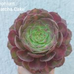 Aeonium 'Matcha Cake'