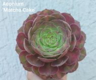 Aeonium 'Matcha Cake'