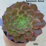 Aeonium Anna