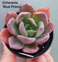 Echeveria 'Blue Prince'