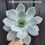 Echeveria 'Cante' x 'Runiony' hib