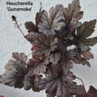 Heucherella Gunsmoke - Slika 3
