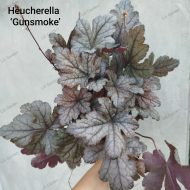 Heucherella Gunsmoke