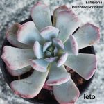 Echeveria Reinbow Goodess'