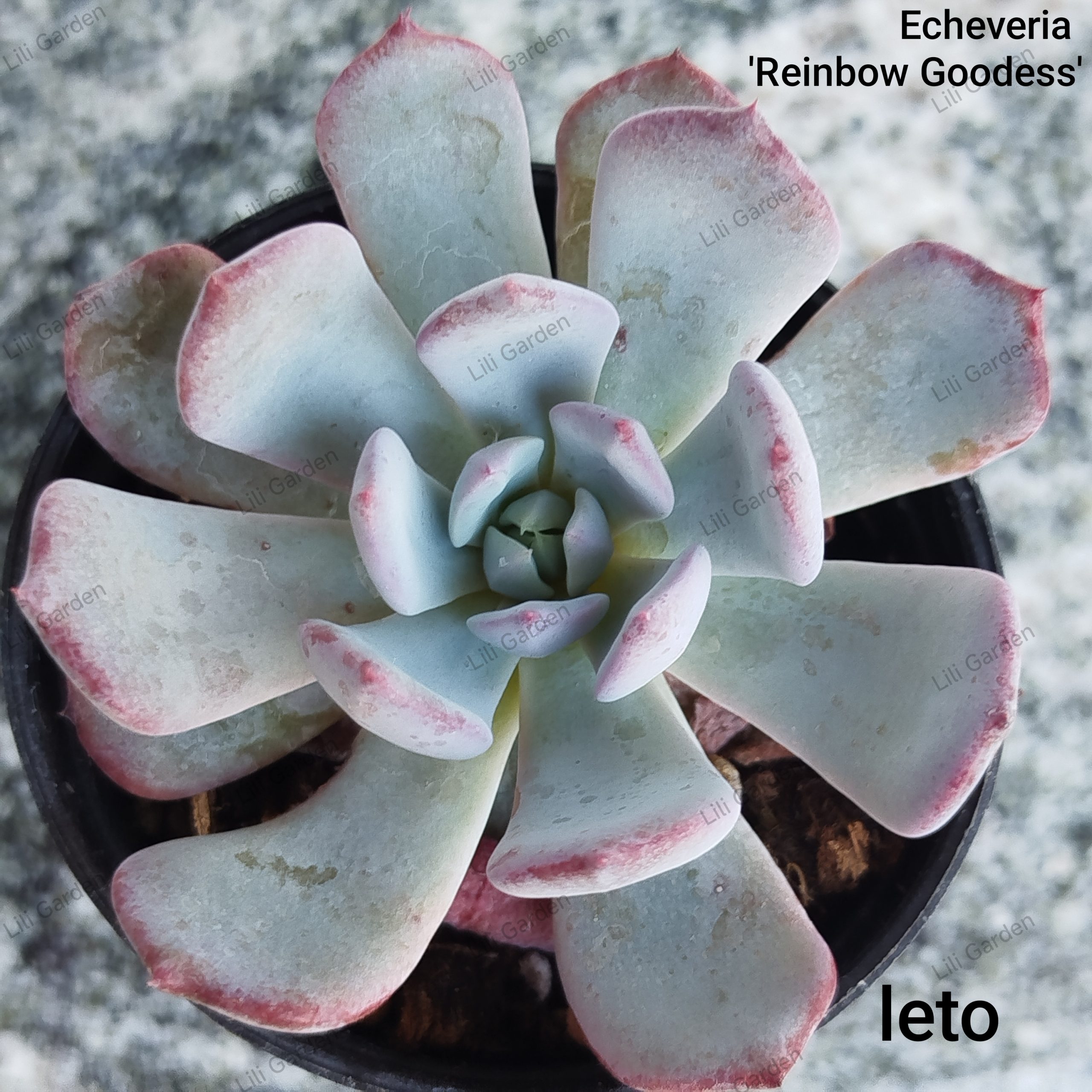 IMG_20260628_100408 Echeveria Reinbow Goodess' - Slika 1