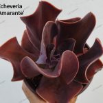 Echeveria 'Amarante'