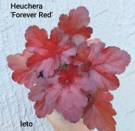 Heuchera 'Forever Red' - Slika 3