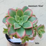 Aeonium 'Kiwi'