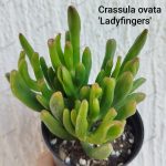 Crassula Ovata Gollum / Ladyfingers