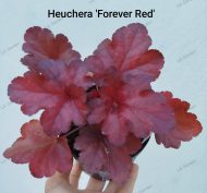 Heuchera 'Forever Red' - Slika 2