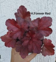 Heuchera 'Forever Red'