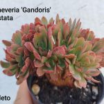 Echeveria 'Gandoris' cristata