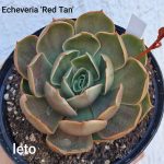 Echeveria 'Red Tan'